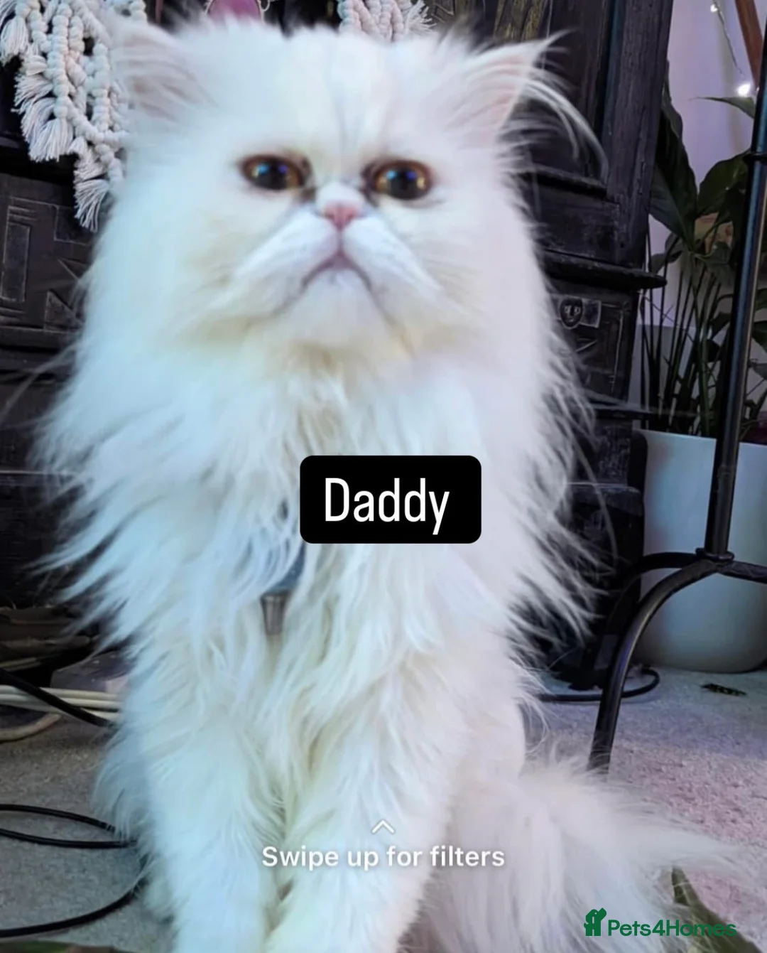 Persian cats for sale:  ꨁ 🍃Exotic doll face Persian ☆  Persian KITTENS - Advert 1