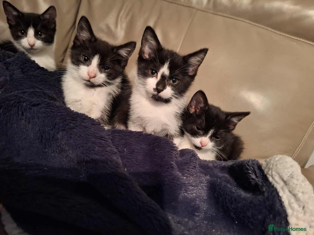 European cats 😻4 kittens looking for new homes ASAP😻 - Advert 1