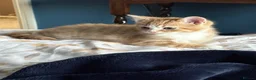 Domestic Shorthair cats for sale: Kittens  - Advert 3