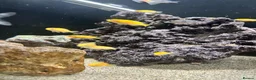 Cichlids fish for sale: Yellow lab cichlids mbuna Kenya and red shoulder  - Advert 5