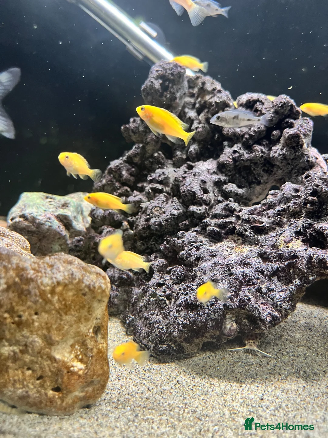 Cichlids fish for sale: Yellow lab cichlids mbuna Kenya and red shoulder  - Advert 5