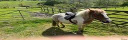 Dartmoor horses for sale: Dartmoor Hill Pony - Advert 2