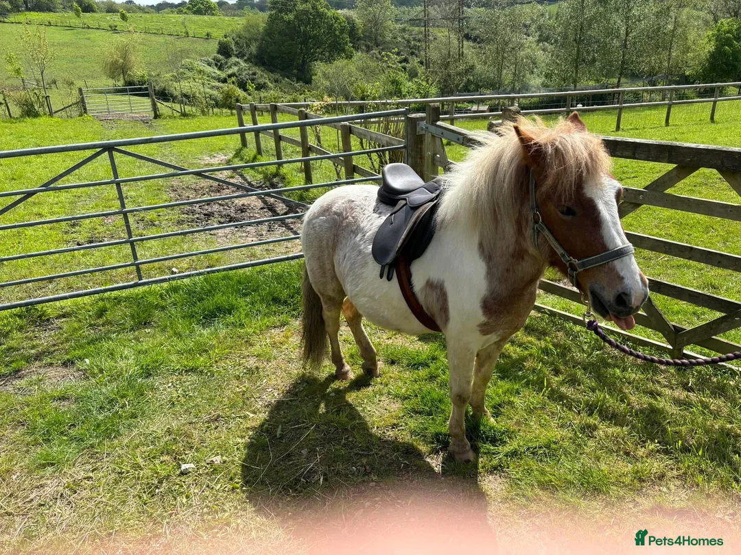 Dartmoor horses for sale: Dartmoor Hill Pony - Advert 2
