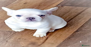French Bulldog dogs - Advert 13