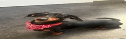 Miniature Dachshund dogs for stud: Black and Tan smooth haired miniature dachshund - Advert 5
