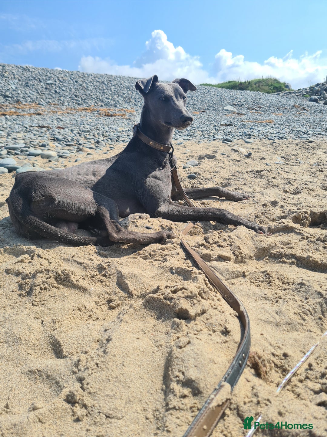 Whippet dogs for stud: KC Whippet - Heart test clear in Market Drayton - Image 5