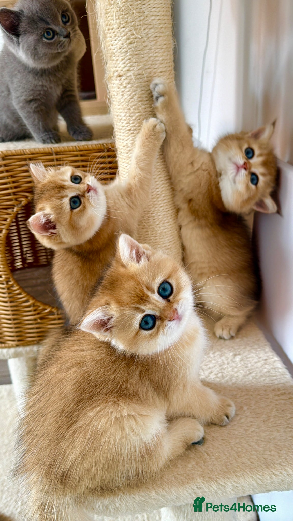 British Shorthair cats Exception quality,Champion bloodlines GCCF/TICA  - Advert 4