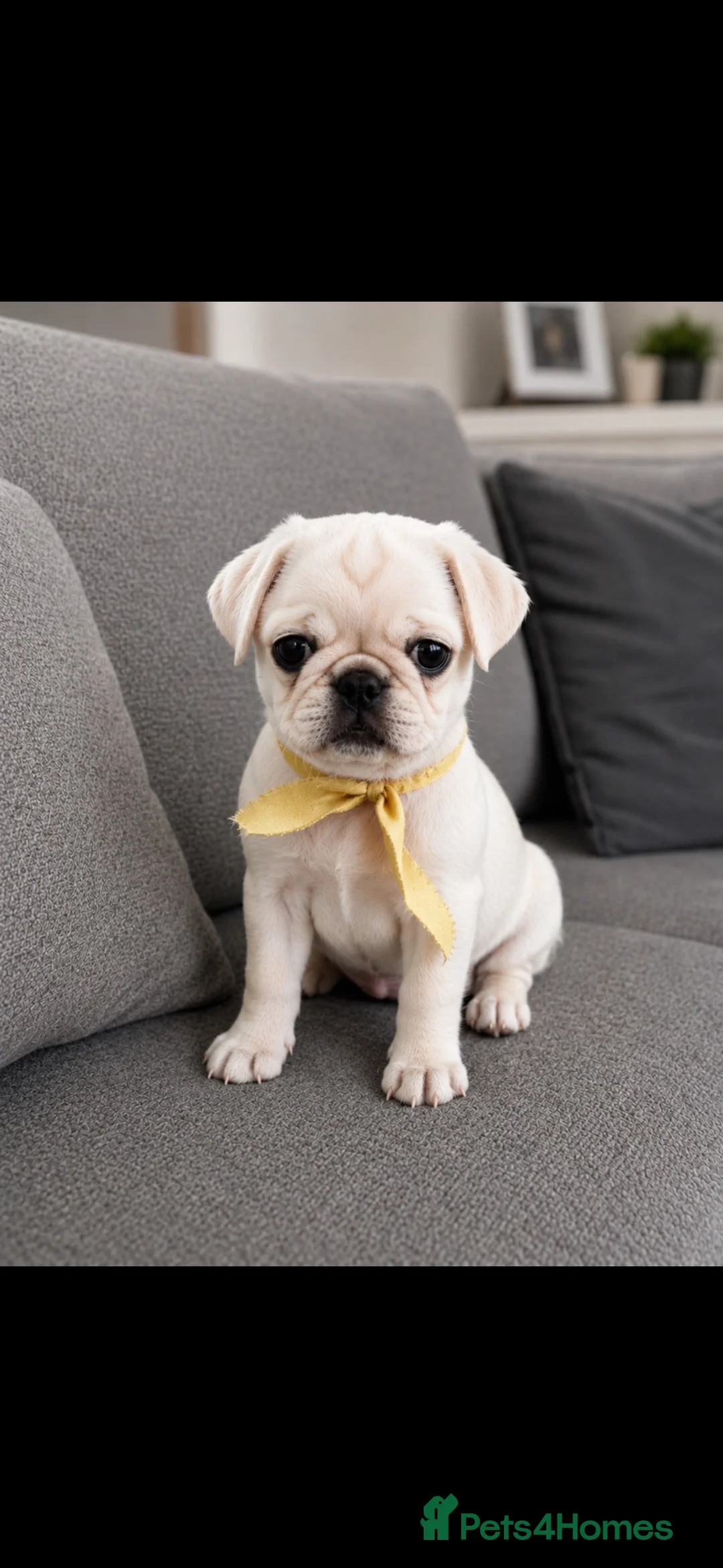 Pug dogs for sale: READY TO GO - WHITE x 3 BLACK x 1 PUG PUPPIES - Advert 2