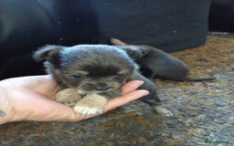 Chihuahua dogs for sale: 2 stunning blue Chihuahua girls  - Image 6