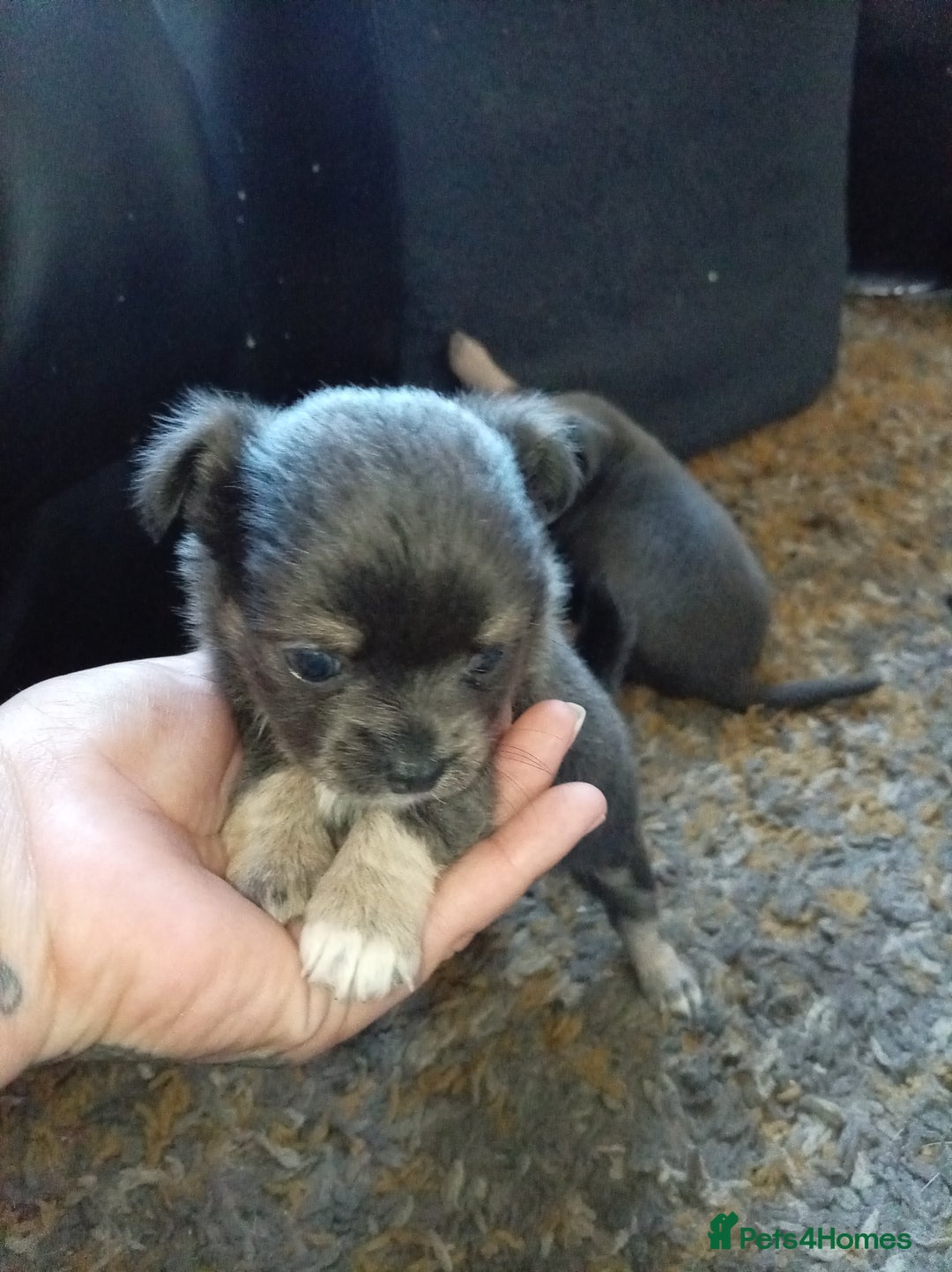 Chihuahua dogs for sale: 2 stunning blue Chihuahua girls  - Image 6
