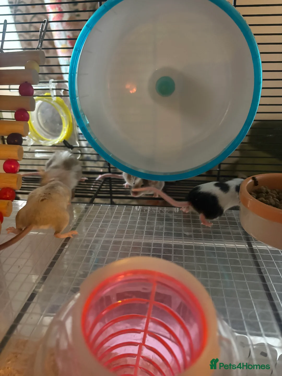 Mouse rodents for sale: 4 x Female Mice with Omlet cage and full set up  - Advert 5