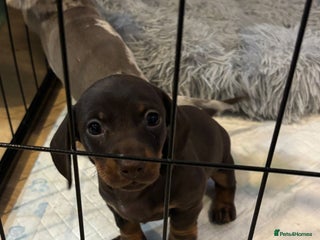 Miniature Dachshund dogs Beautiful rare miniature dachshund puppies - Advert 7