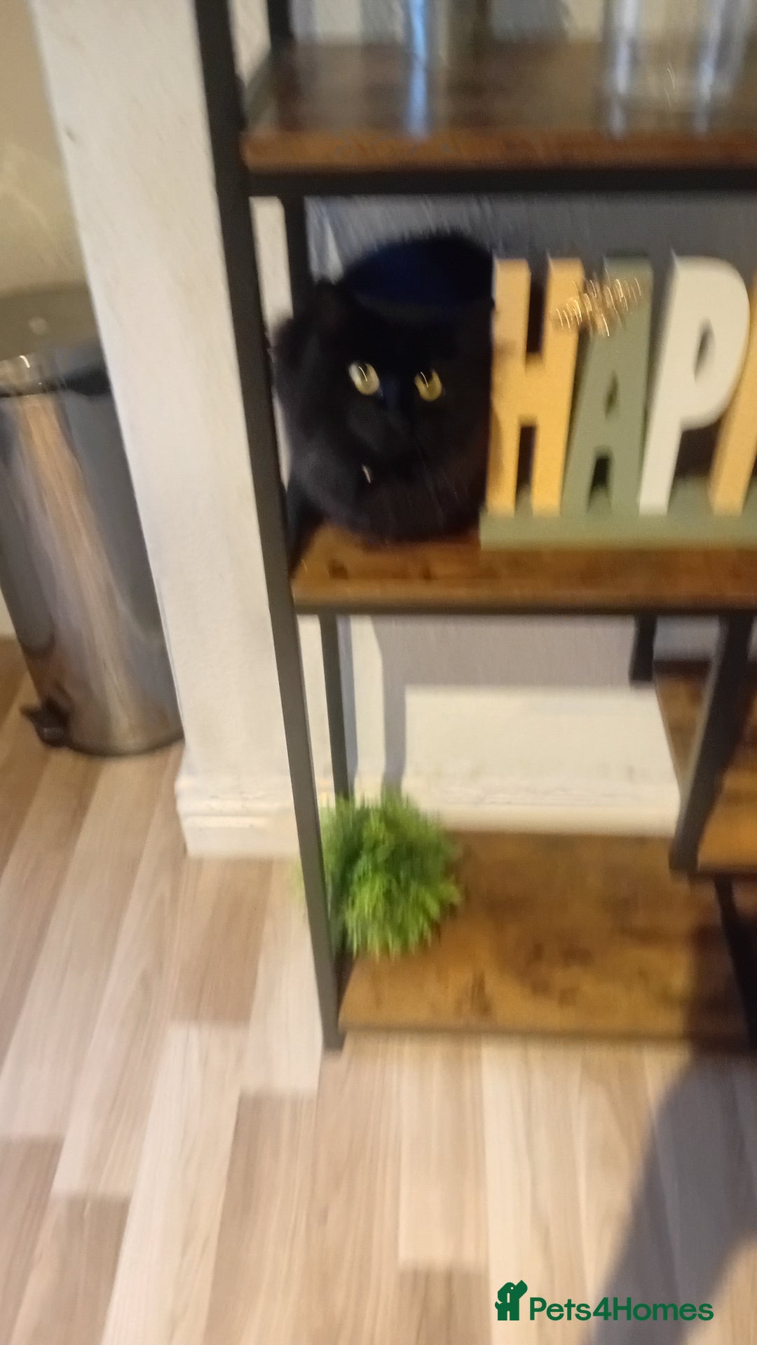 Mixed Breed cats for sale: Minnie needs a forever home - Image 2
