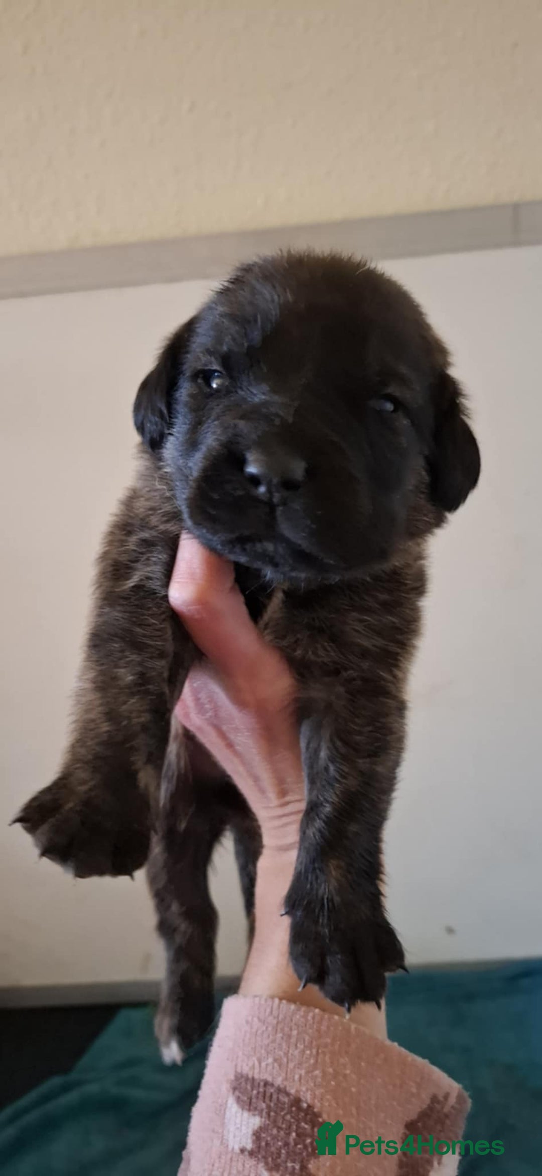 Mastiff dogs for sale: KC English Mastiff puppies - Image 10