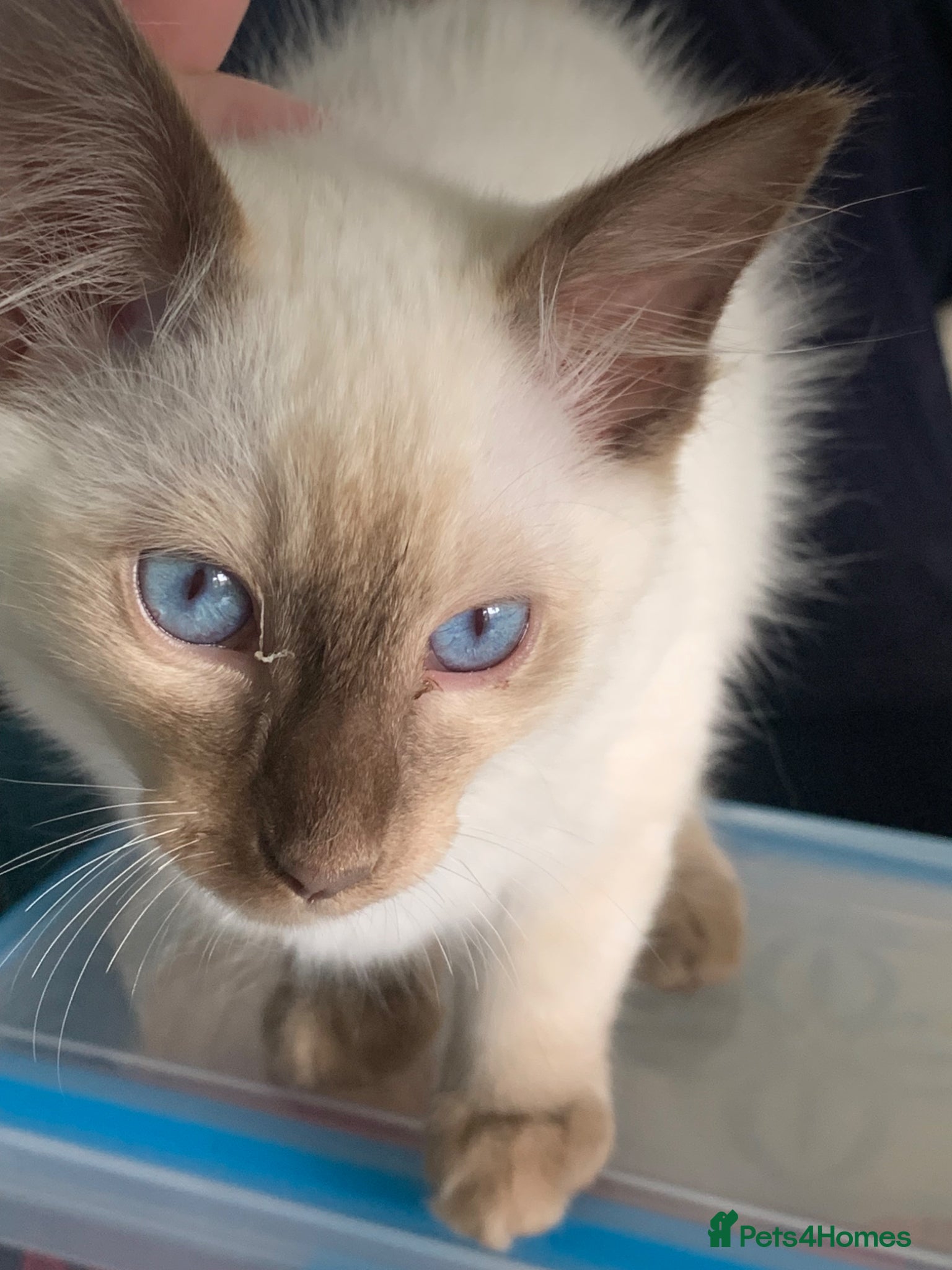 Siamese cats Siamese kittens traditional  ready now £450 - Advert 1