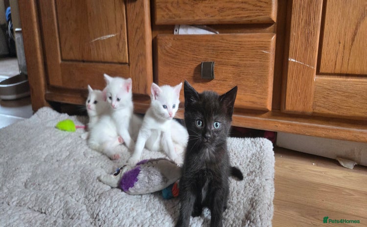 Mixed Breed cats - Advert 1