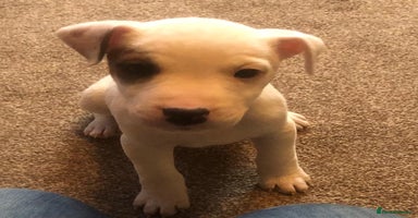 Parson Russell dogs - Advert 11