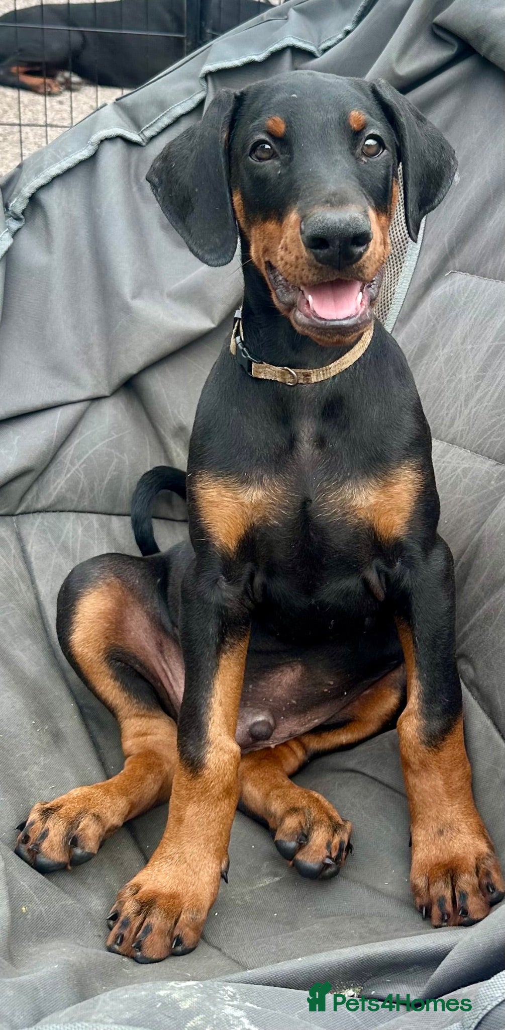 Dobermann dogs Health tested European puppies  - Advert 1