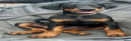 Dobermann dogs for sale: Health tested European puppies  - Advert 2