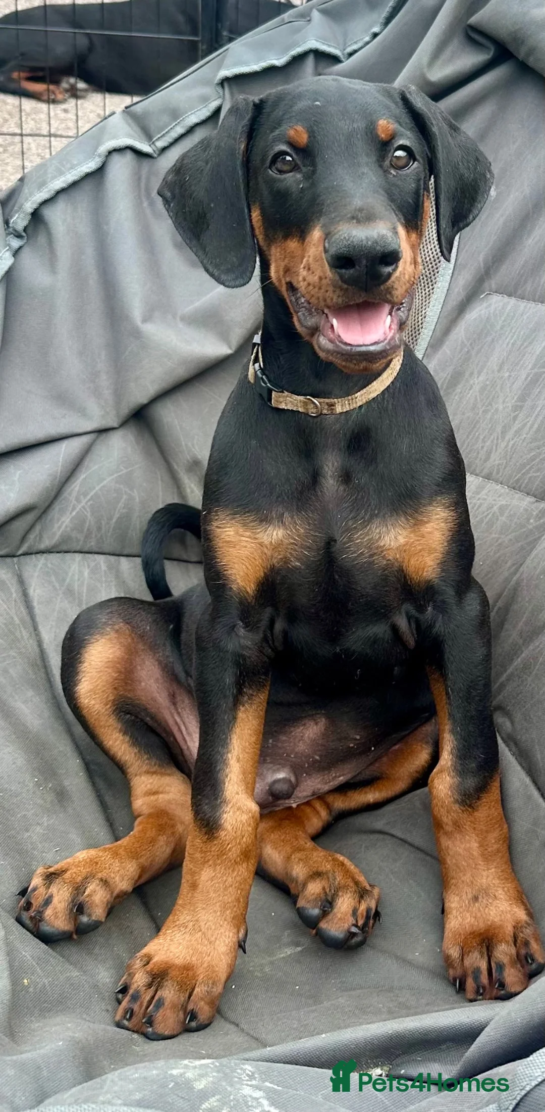 Dobermann dogs for sale: Health tested European puppies  - Advert 2