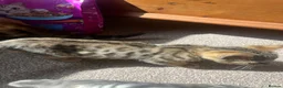 Bengal cats for sale: Stunning Bengal Kittens Only 1 left - Advert 12