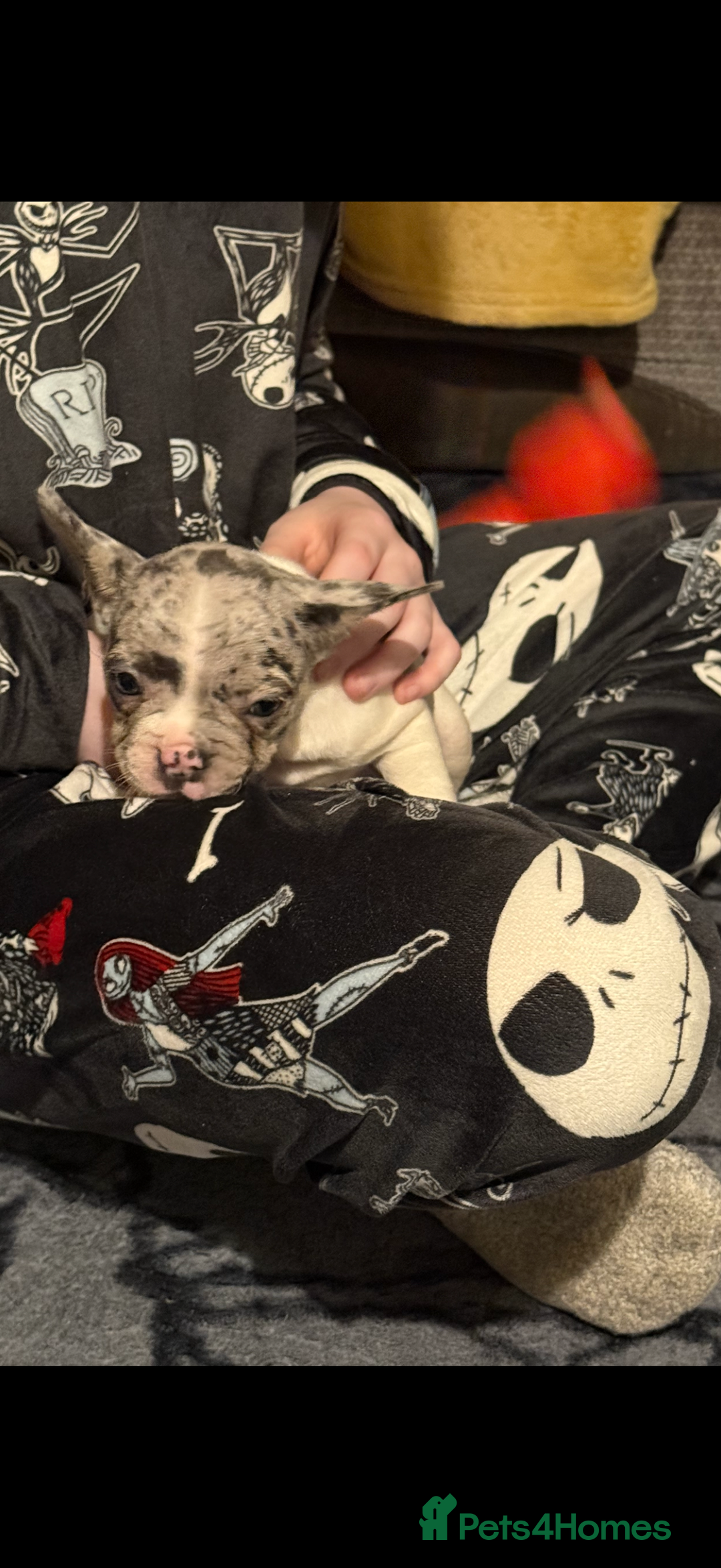 French Bulldog dogs for sale: French Bulldog Puppies 3 Male 4 Female  - Image 22