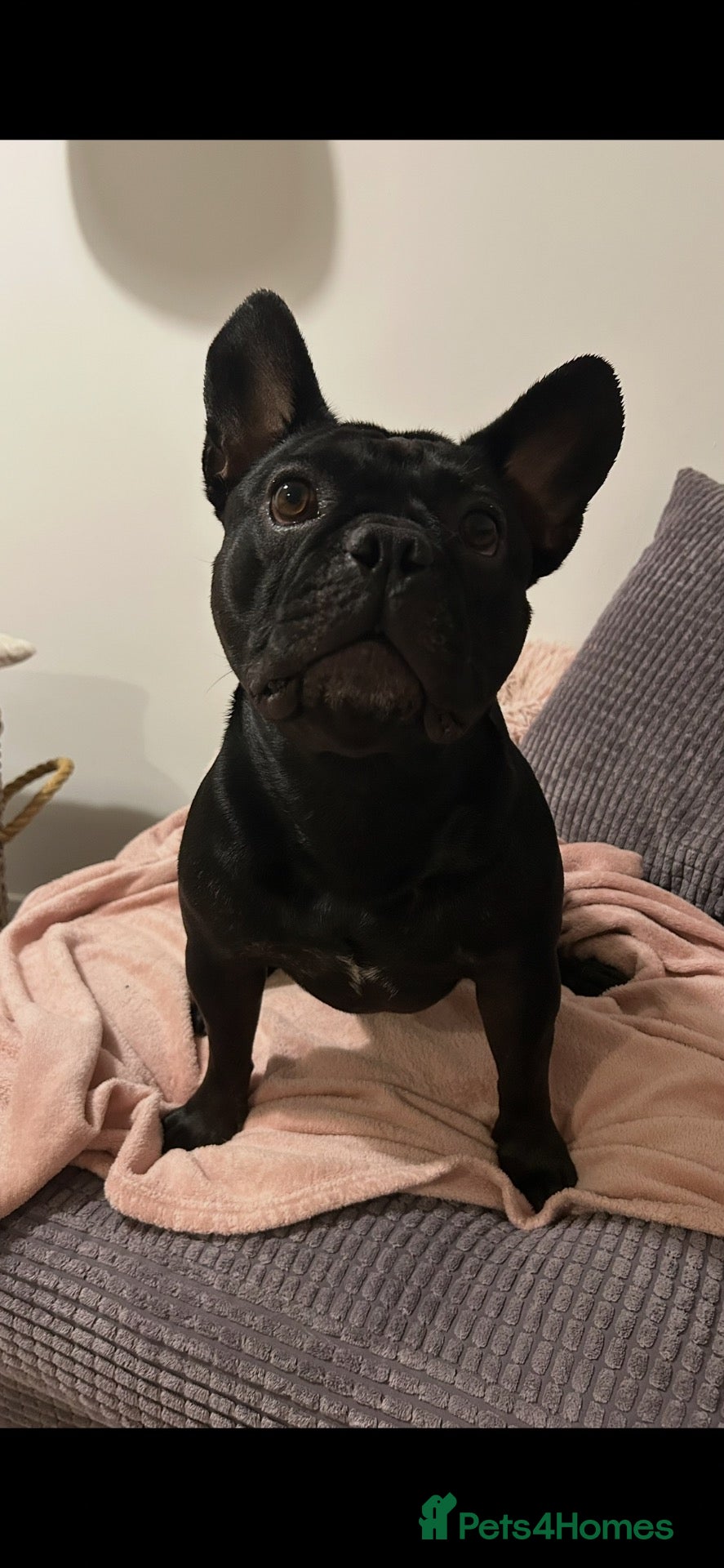 French Bulldog dogs 2 beautiful frenchys  - Advert 1