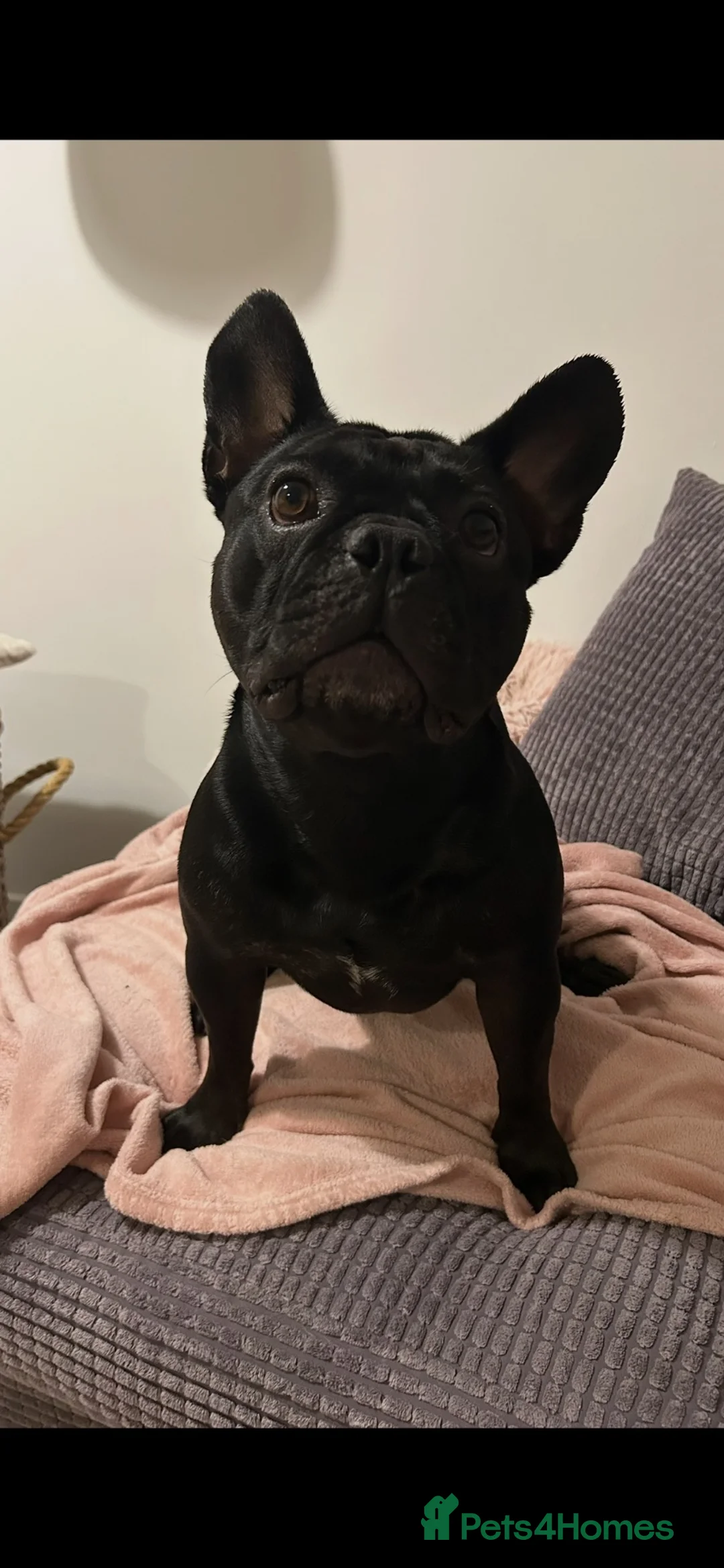 French Bulldog dogs for sale: 2 beautiful frenchys  - Advert 1