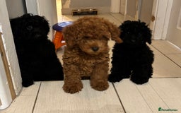 Toy Poodle dogs for sale: Beautiful hypoallergenic Toy poodle pups - Image 5