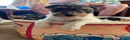 Fox Terrier dogs for sale: 4 stunning fox terrier puppies for sale  - Advert 17