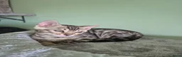 Bengal cats for sale: TICA Registered Bengal Kittens – Ready to Reserve - Advert 31