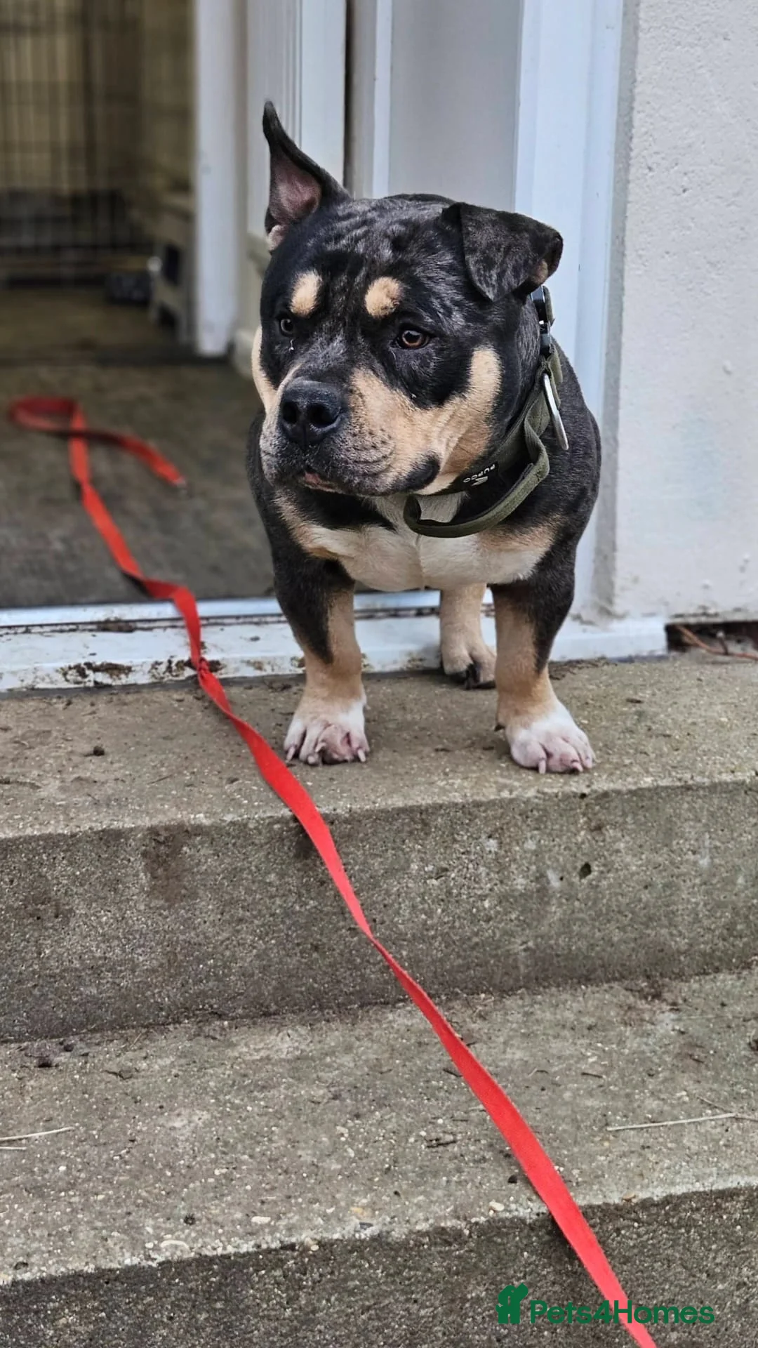 American Bully dogs for stud: Grey and black merle pocket bully - Advert 2