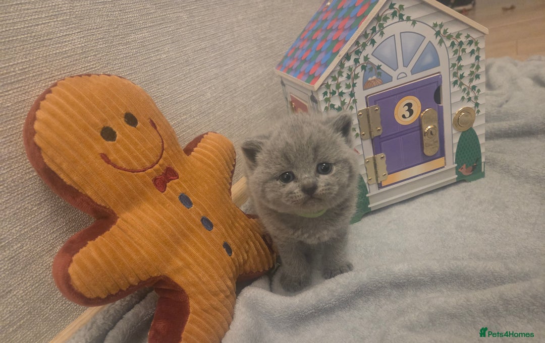 British Shorthair cats for sale: 🐾 Beautiful 7 British Shorthair Kittens 🐾  - Advert 4