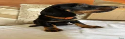 Miniature Dachshund dogs for sale: Beautiful miniature dachshunds - Advert 10