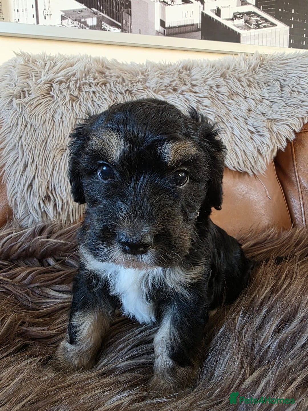 Mixed Breed dogs for sale: Only 2 left girl and boy Sheepadoodle - Advert 5