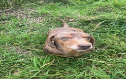 Miniature Dachshund dogs for sale: 2 miniature dachshunds £500 each - Advert 2