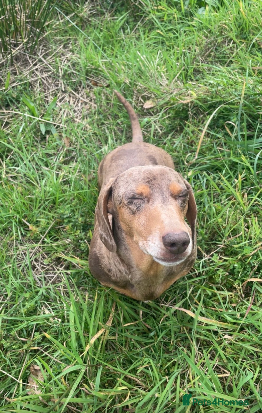 Miniature Dachshund dogs for sale: 2 miniature dachshunds £500 each - Advert 2