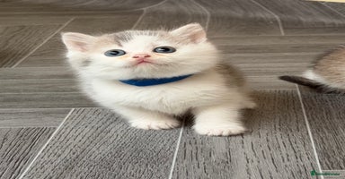 British Shorthair cats - Advert 4