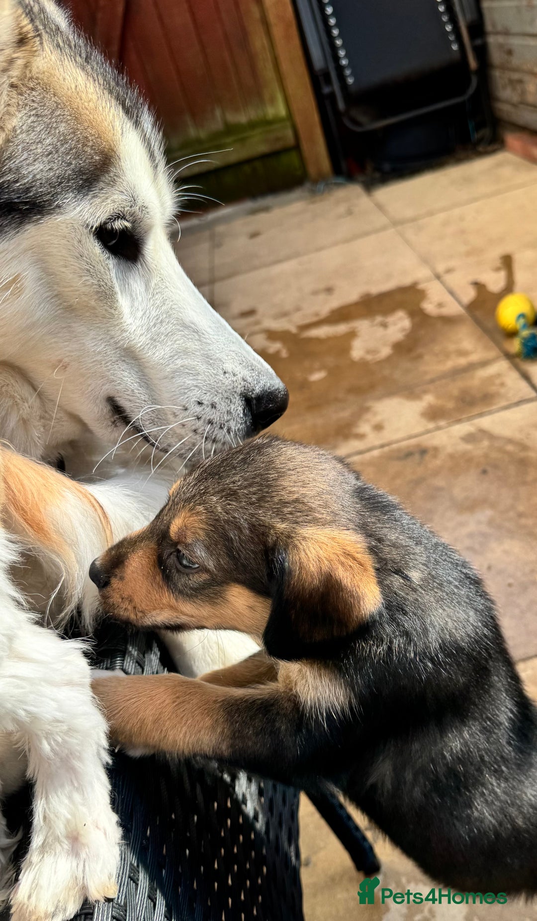 Mixed Breed dogs for sale: Sprollie x husky puppies  - Image 25