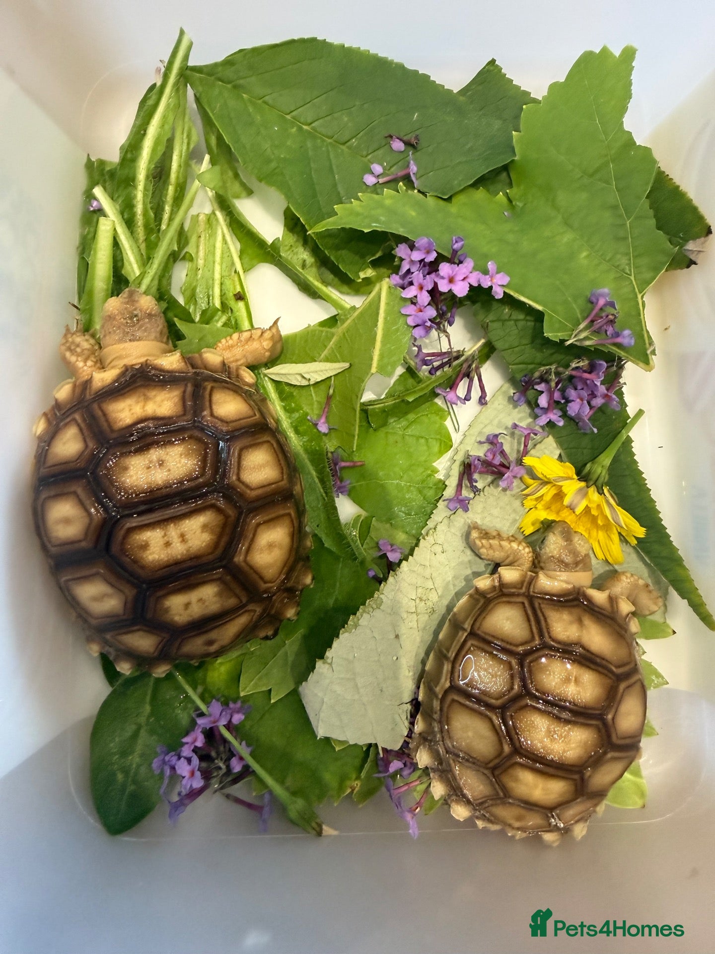 Tortoise reptiles Sulcata  - Advert 1