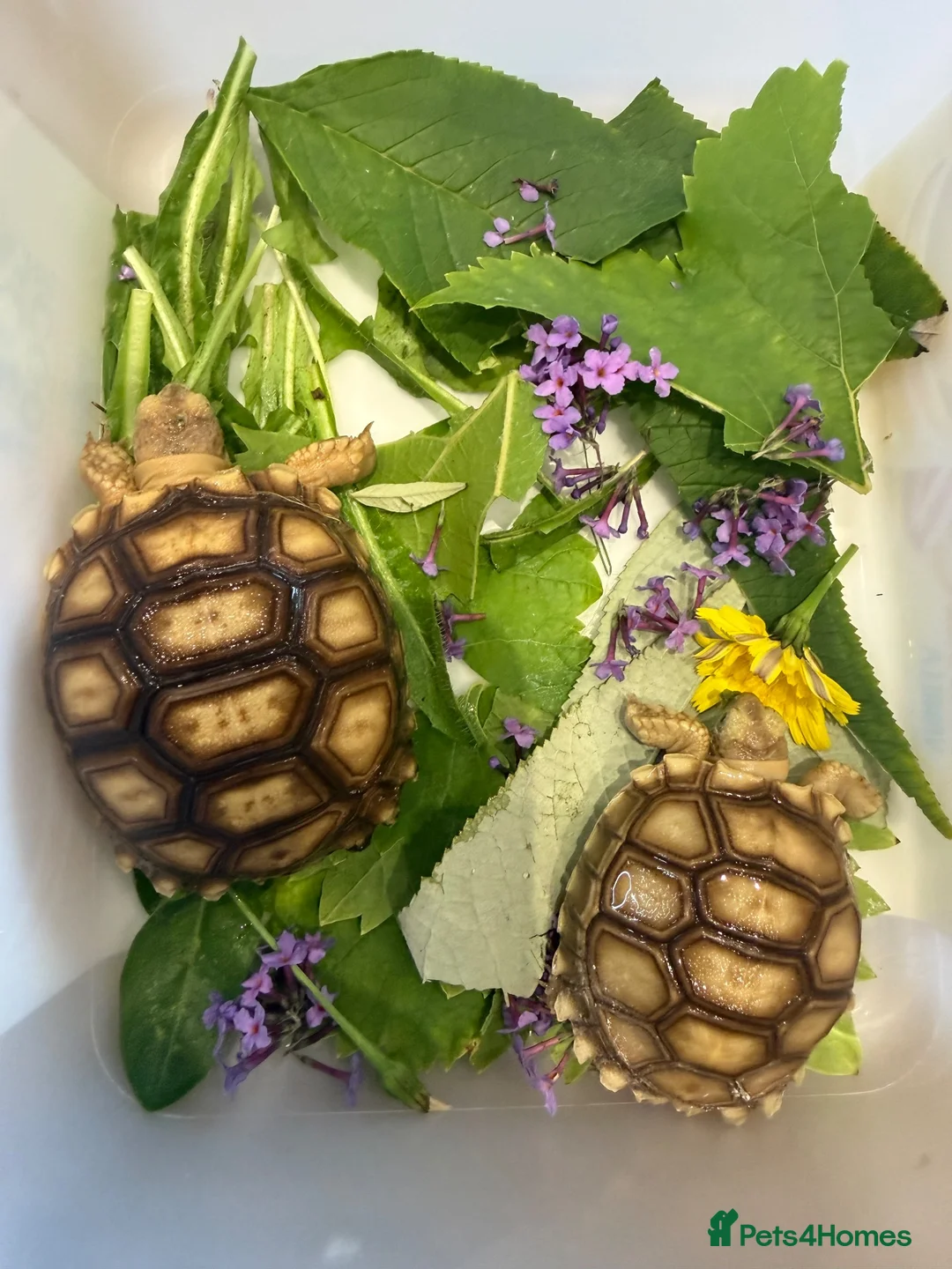 Tortoise reptiles for sale: Sulcata  - Advert 1