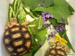 Tortoise reptiles Sulcata - Advert 1