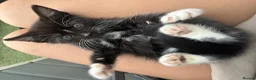 Mixed Breed cats for sale: Super Cute Tuxedo Kittens (Female) - Advert 8
