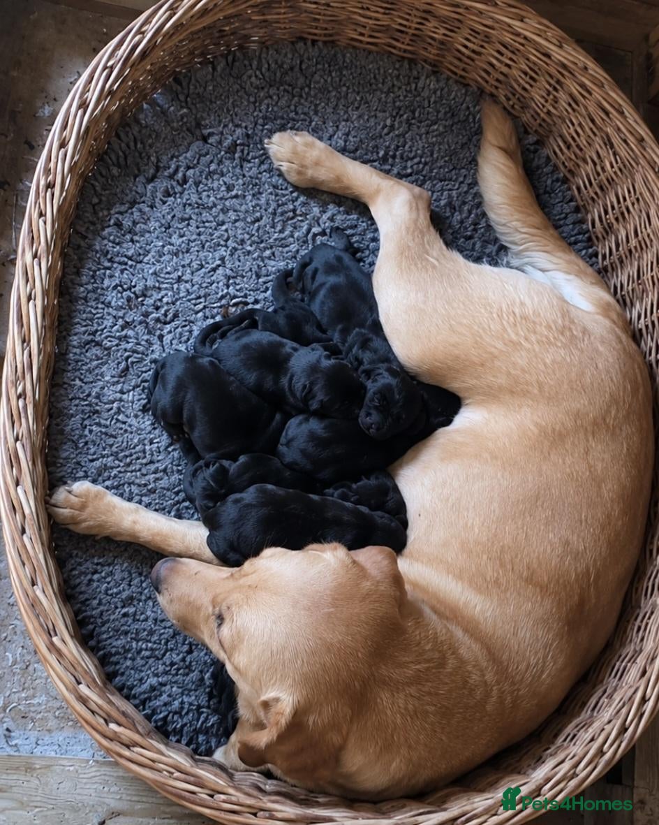 Mixed Breed dogs Giant schnauzer x Labrador puppies  - Advert 13