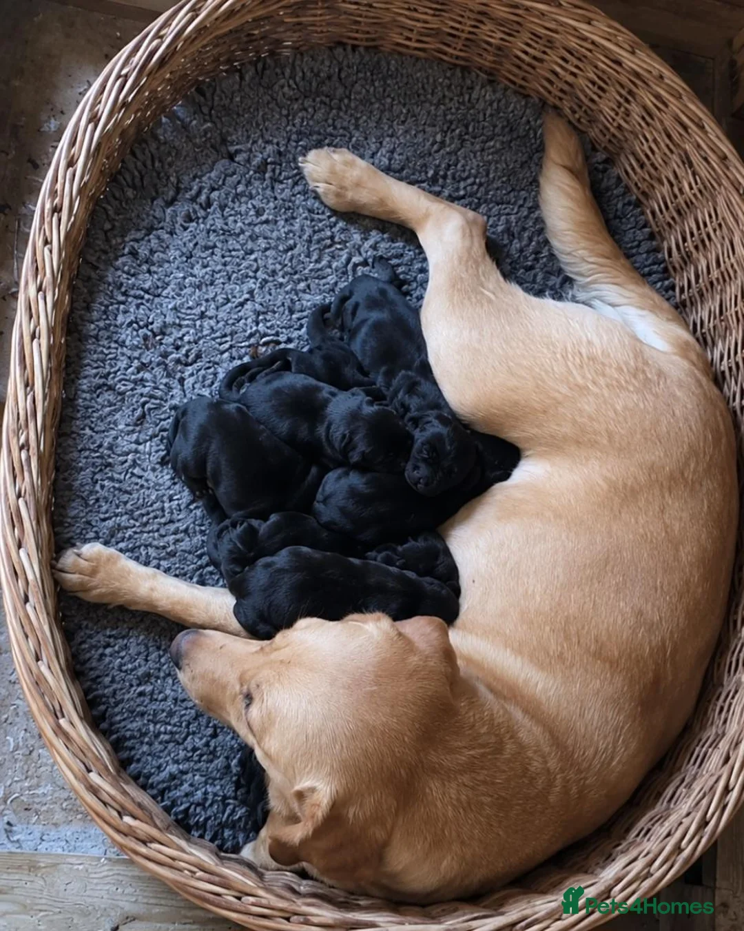 Mixed Breed dogs for sale: Giant schnauzer x Labrador puppies  - Advert 2
