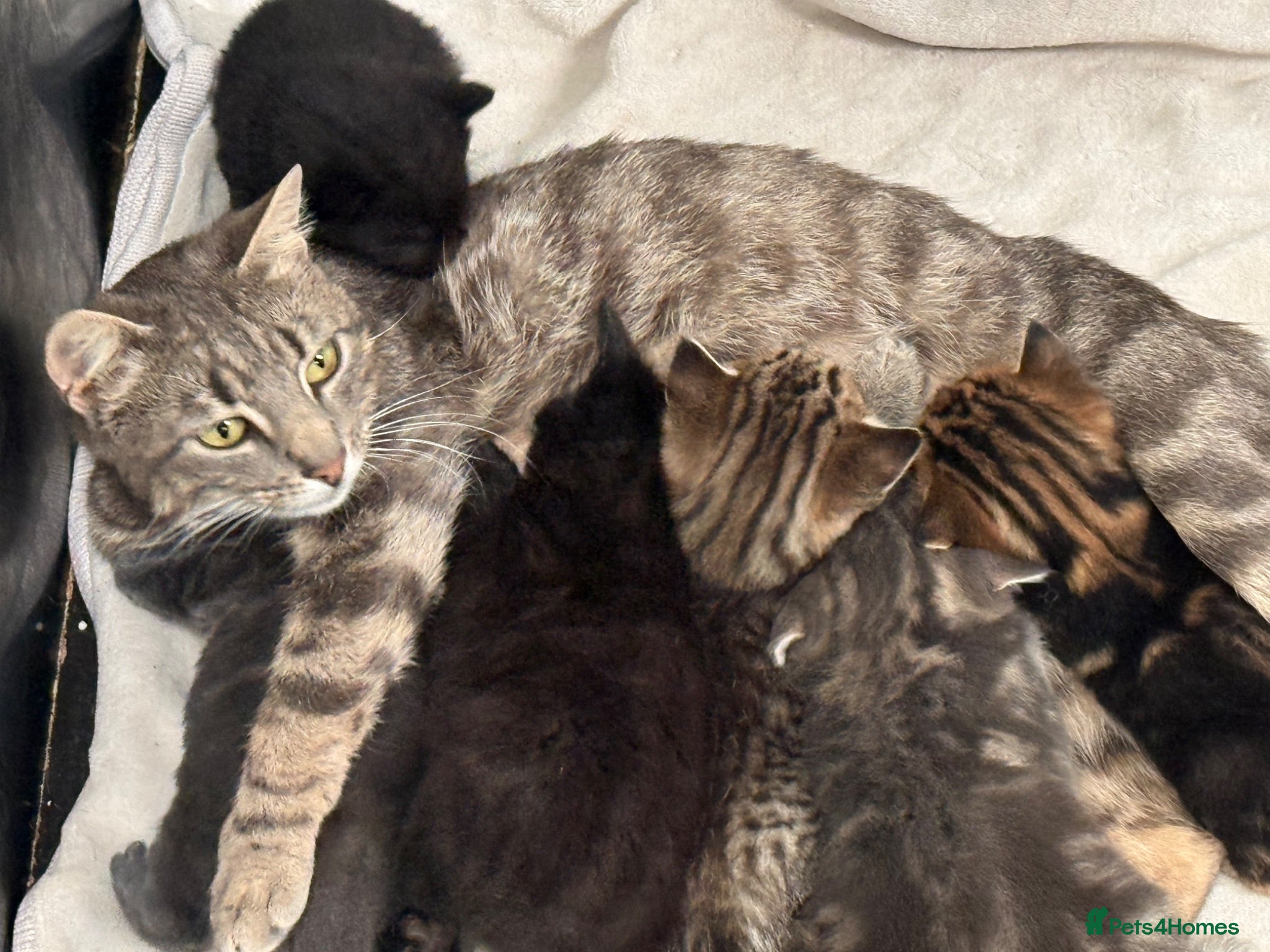 Mixed Breed cats Beautiful friendly kittens  - Advert 1