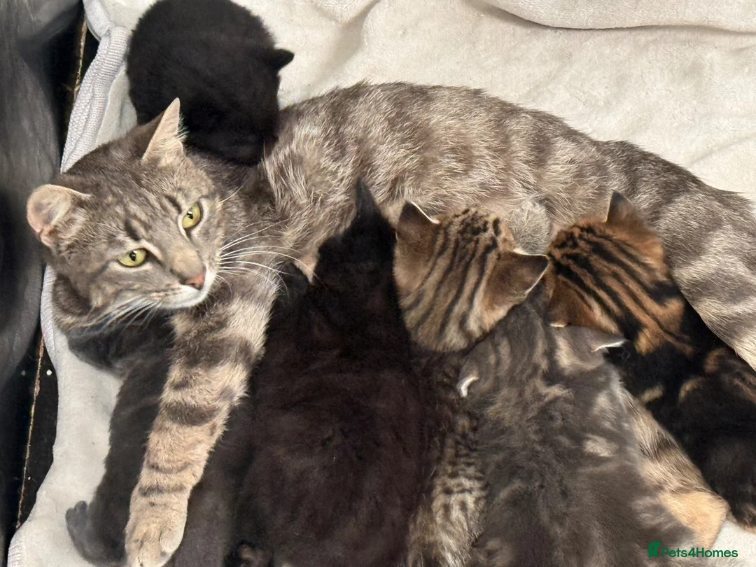 Mixed Breed cats for sale: Beautiful friendly kittens  - Advert 1