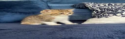 British Shorthair cats for sale: Beautiful British shorthair kittens - Advert 2