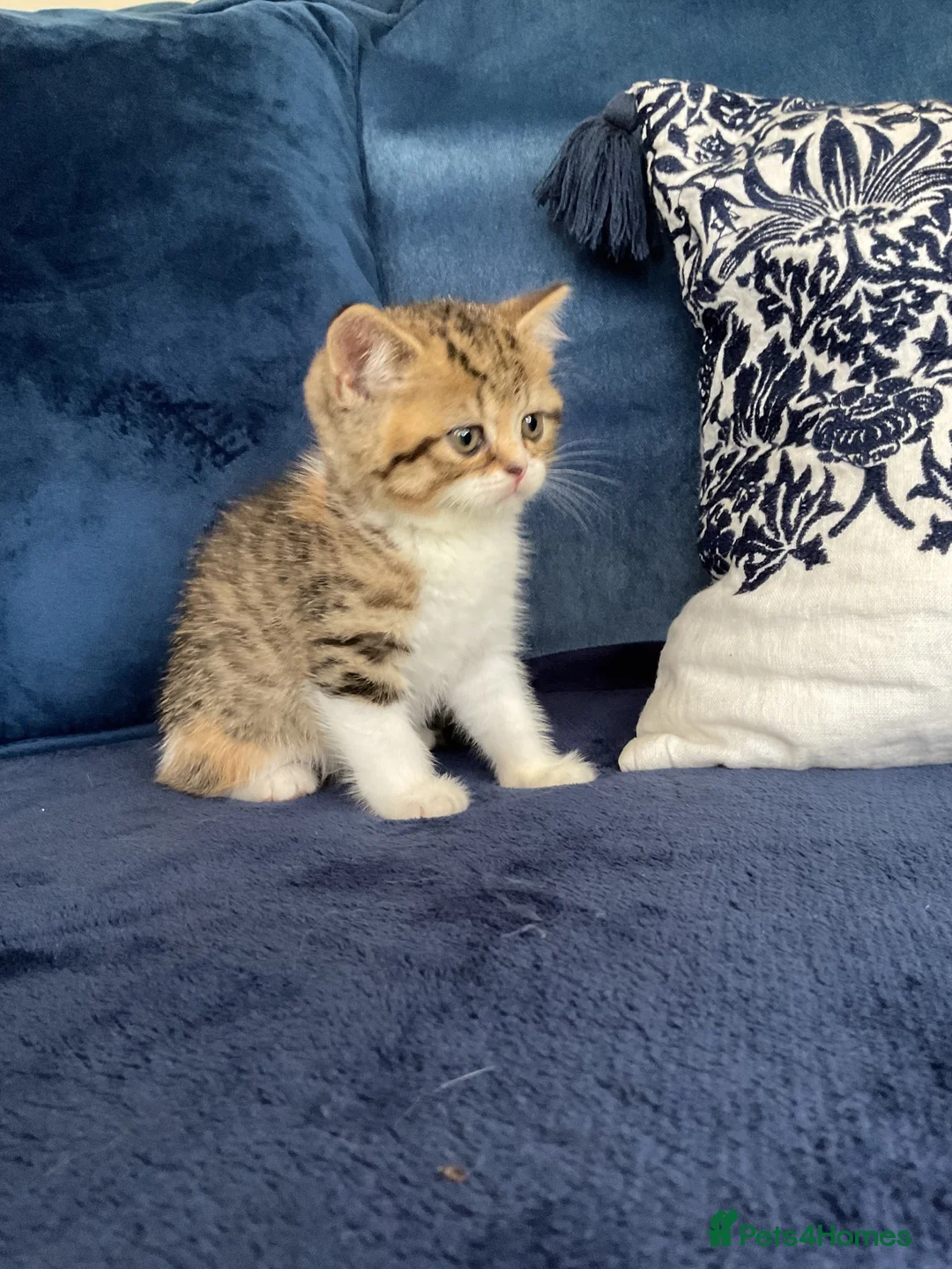 British Shorthair cats for sale: Beautiful British shorthair kittens - Advert 2