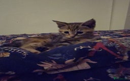 Mixed Breed cats for sale: Cute kittens ready for their new home - Advert 8